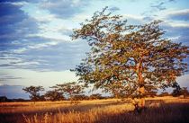Abendstimmung ber Madala Plains   (Foto:  Andreas Wienecke)