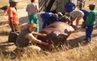 Des Verladen des narkotisierten Rhinos in den Container - Foto: Dr. Joachim Schne