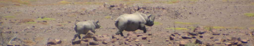 rhinod02