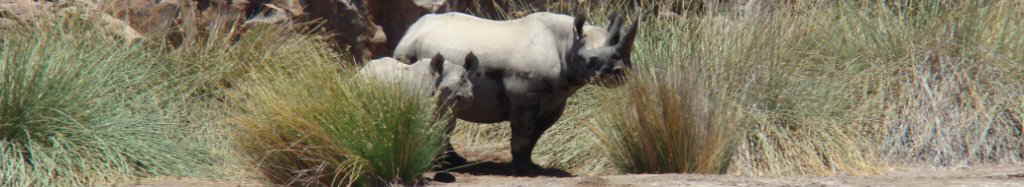 rhino02