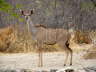 Greater Kudu - Große Kudu Antilope