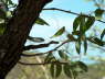 Spotted Bush Snake - Gefleckte Buschschlange