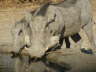 Warthog - Warzenschwein