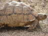 Leopard Tortoise - Pantherschildkröte