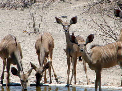 Greater Kudu - Groe Kudu Antilope