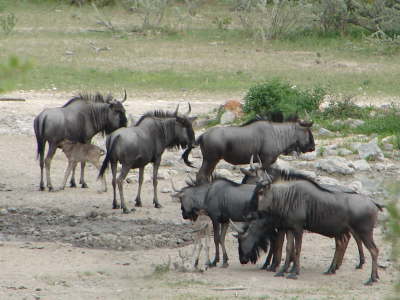 Blue wildebeest - Gnu