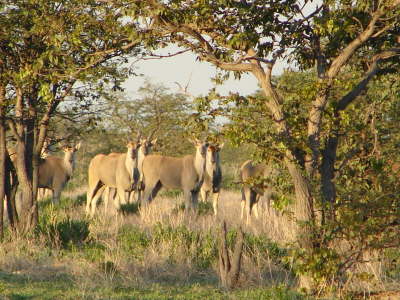 Eland - Elenantilope
