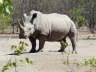 White Rhinoceros - Breitmaulnashorn
